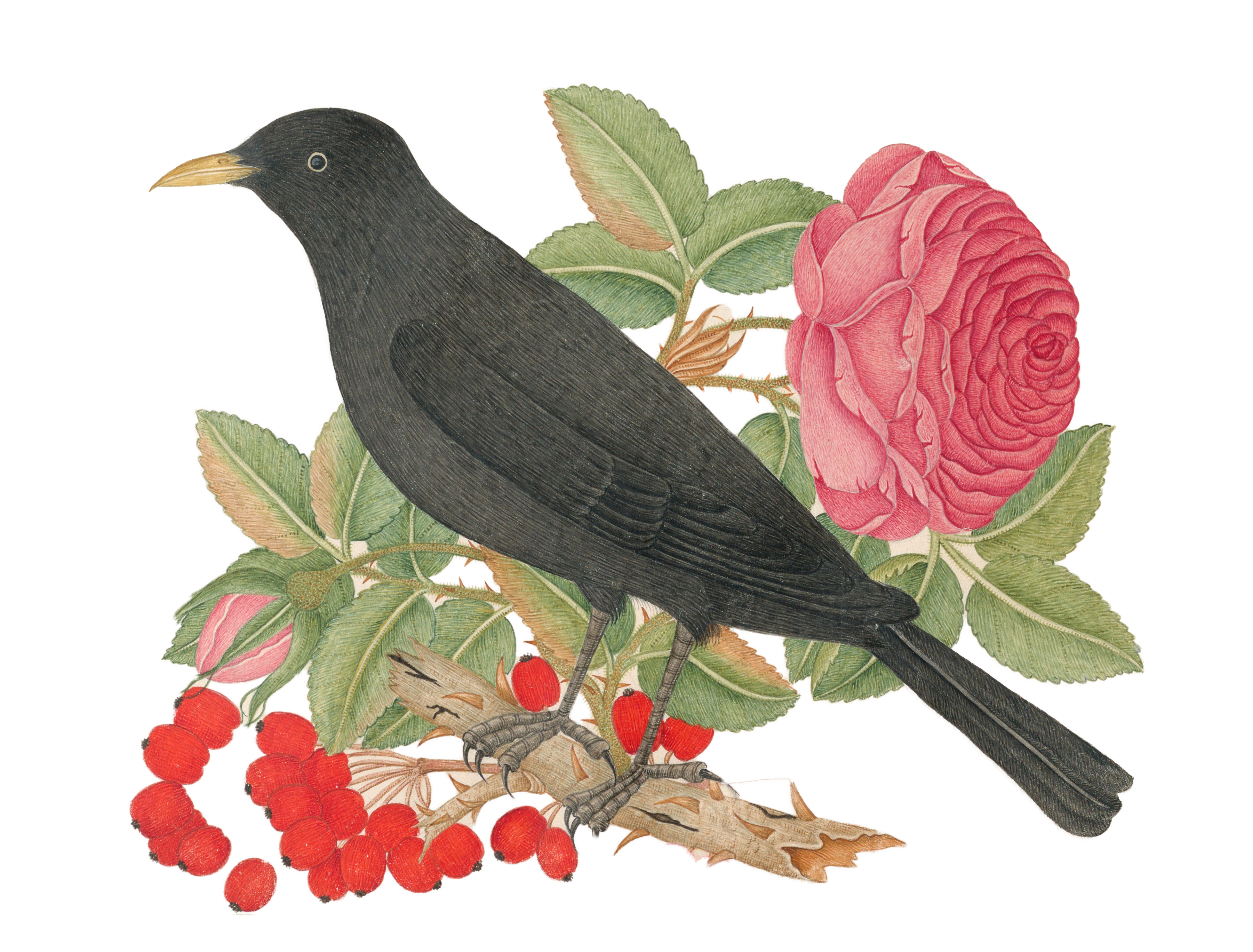 Apothecary Diaries × Bee and Puppycat