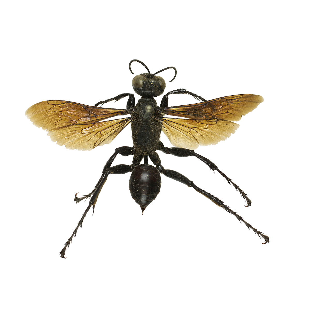 a mud dauber